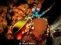 Mantis shrimp and eggs by Mark Reilly 
